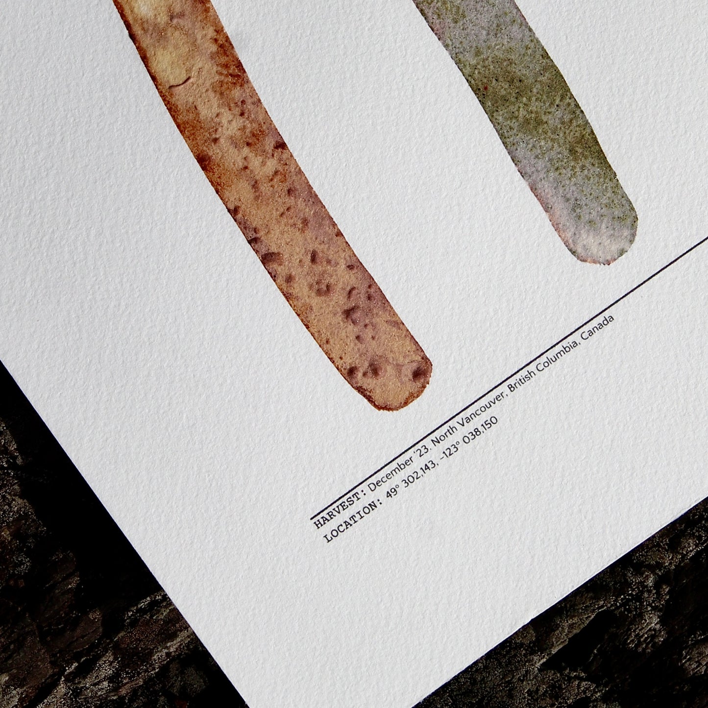 Hawthorn #011 – 9" x 12"