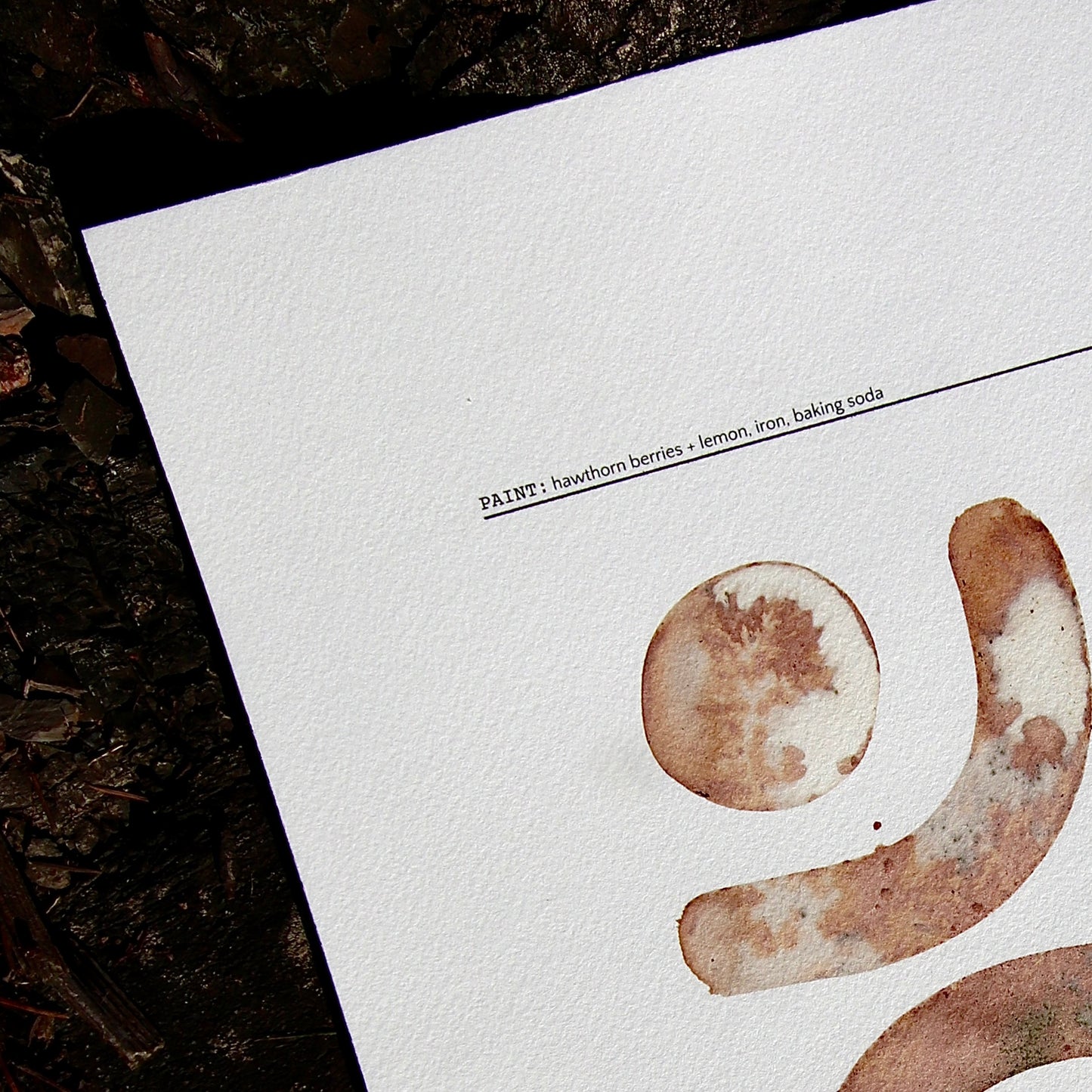 Hawthorn #002 – 12" x 16"